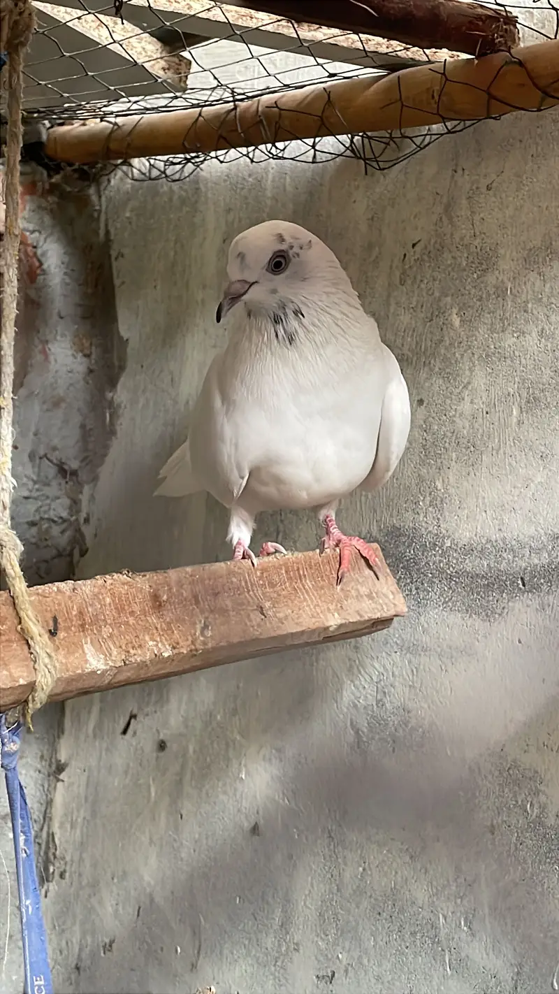 Indian lattha red eyes — photo 3