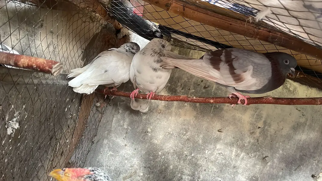Indian lattha red eyes — photo 5