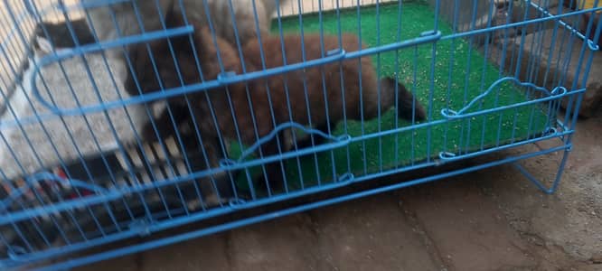 Female Persian cats