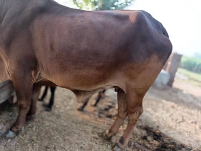 Healthy Beautiful Cow in 159RB Subay chak Chak Jhumra