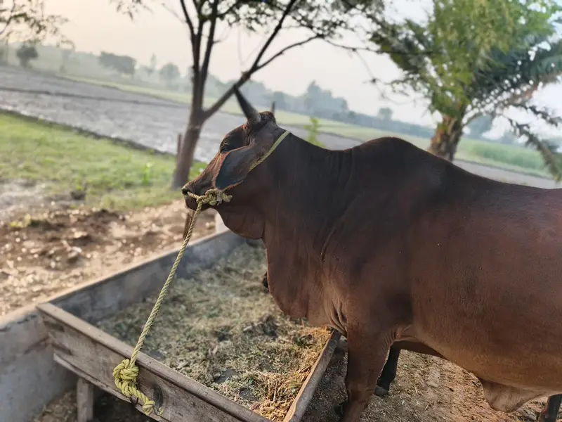 Healthy Beautiful Cow in 159RB Subay chak Chak Jhumra — photo 2