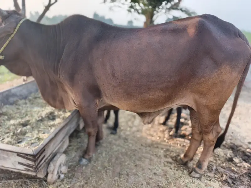 Healthy Beautiful Cow in 159RB Subay chak Chak Jhumra — photo 3