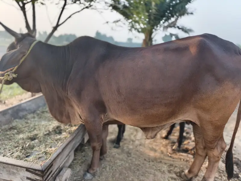 Healthy Beautiful Cow in 159RB Subay chak Chak Jhumra — photo 4