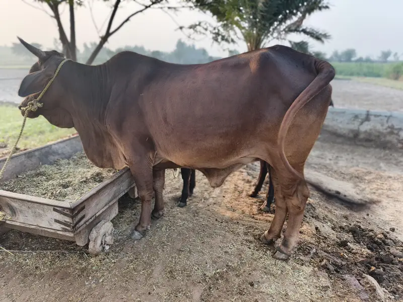 Healthy Beautiful Cow in 159RB Subay chak Chak Jhumra — photo 5