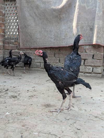 Panus Game Birds