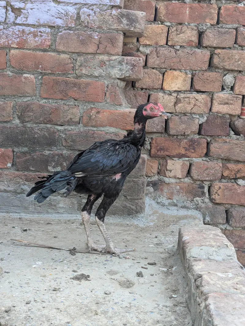 Panus Game Birds — photo 2