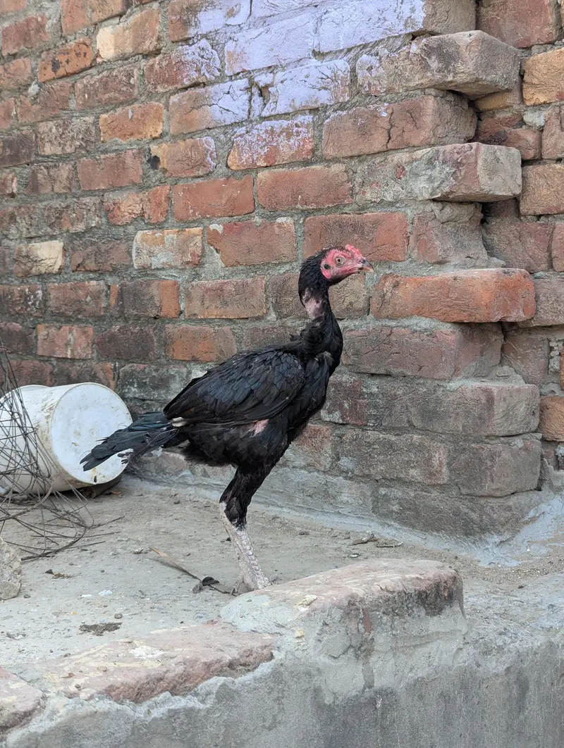 Panus Game Birds — photo 3