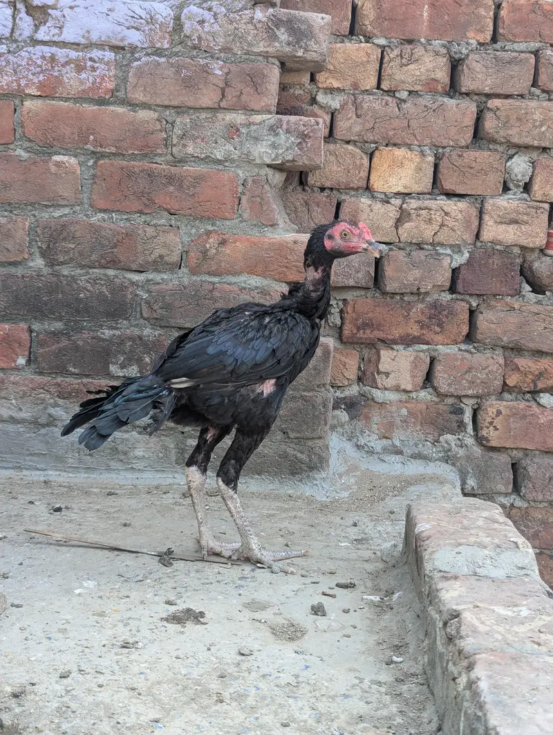 Panus Game Birds — photo 4