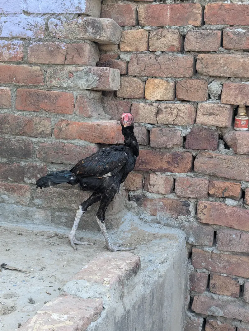 Panus Game Birds — photo 5