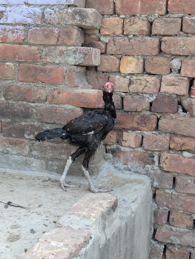 Panus Game Birds — photo 6