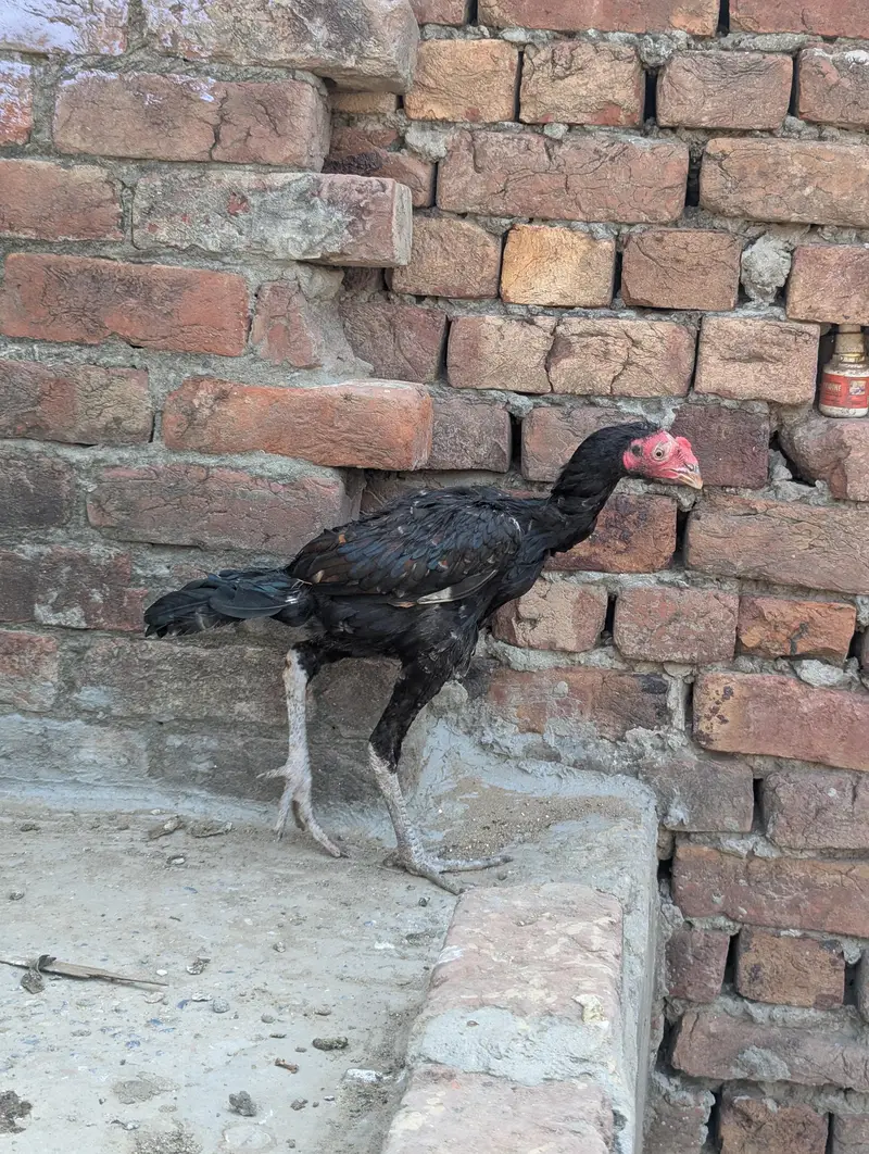 Panus Game Birds — photo 7