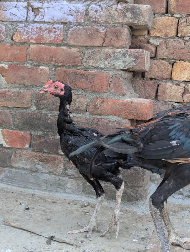 Panus Game Birds — photo 8
