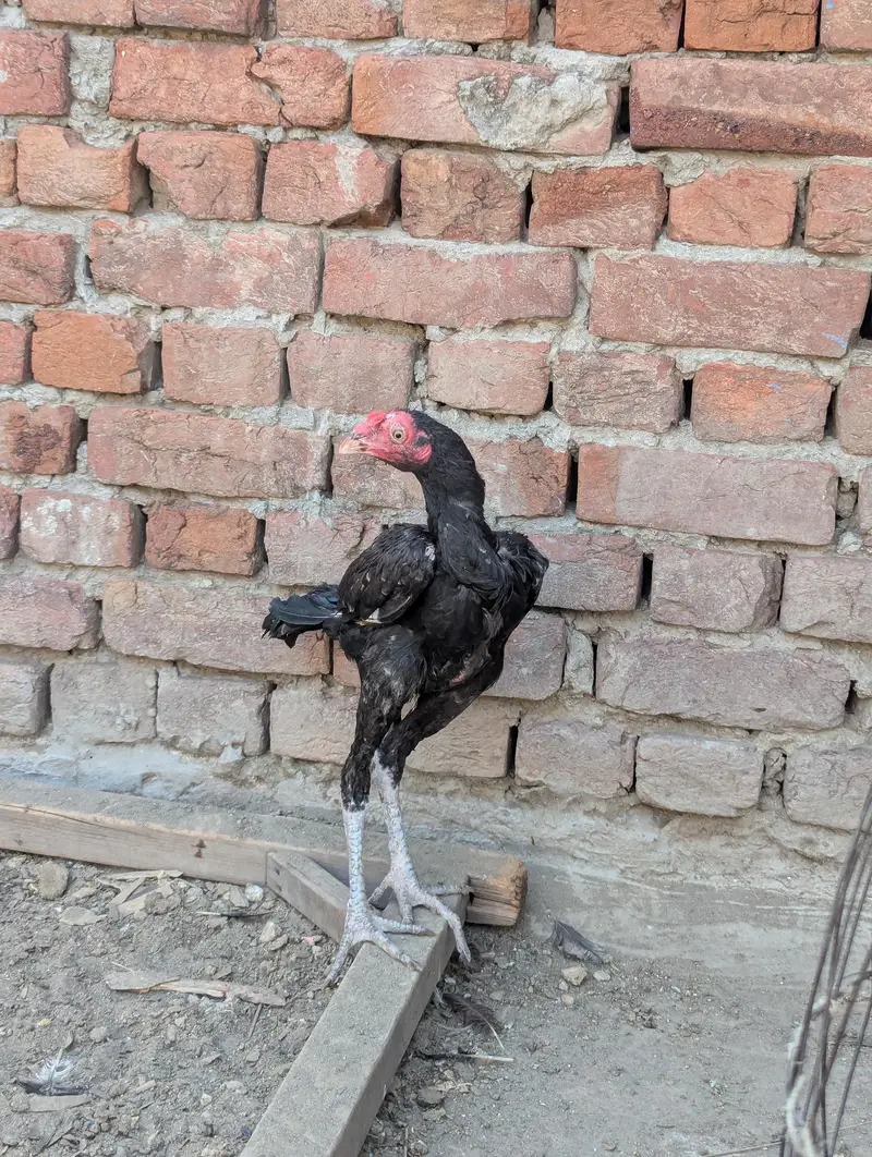 Panus Game Birds — photo 9