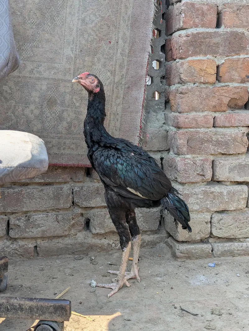 Panus Game Birds — photo 10