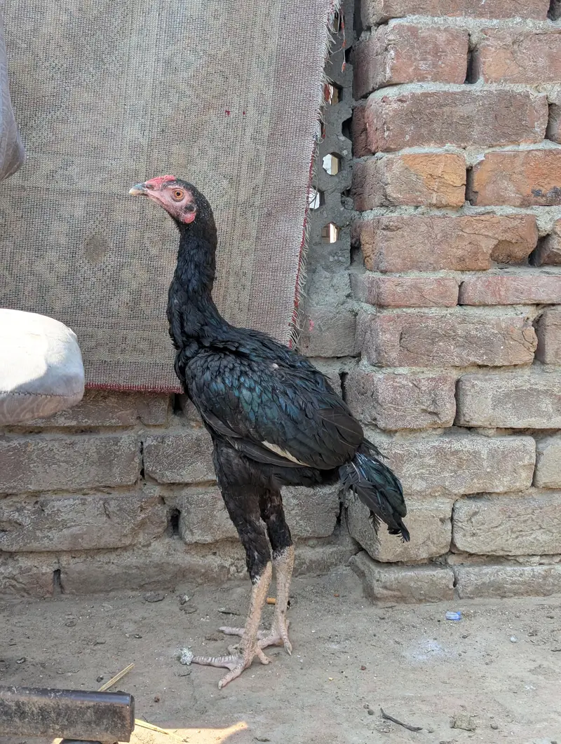 Panus Game Birds — photo 11