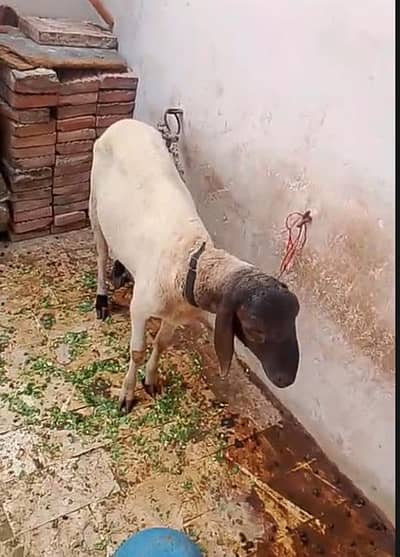 Goat sale