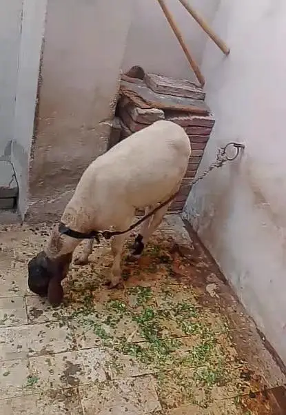 Goat sale — photo 2