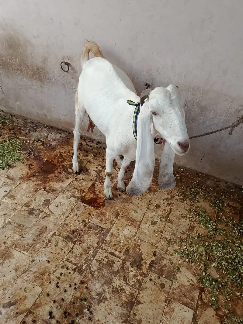 Goat sale — photo 3