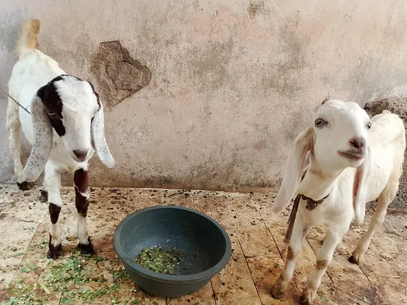 Goat sale — photo 4