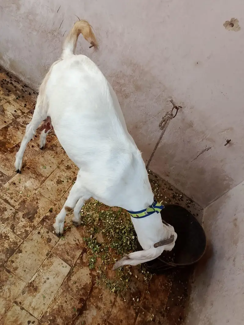 Goat sale — photo 5
