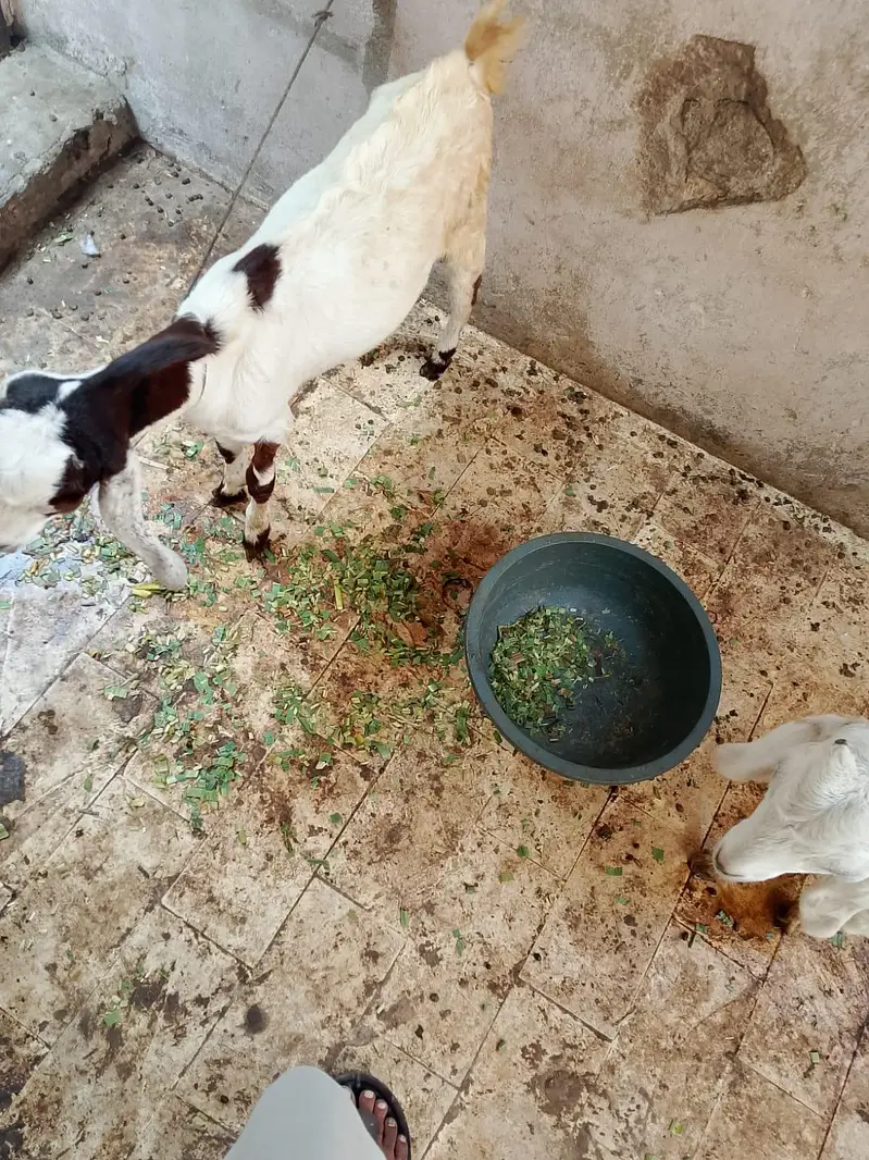 Goat sale — photo 6