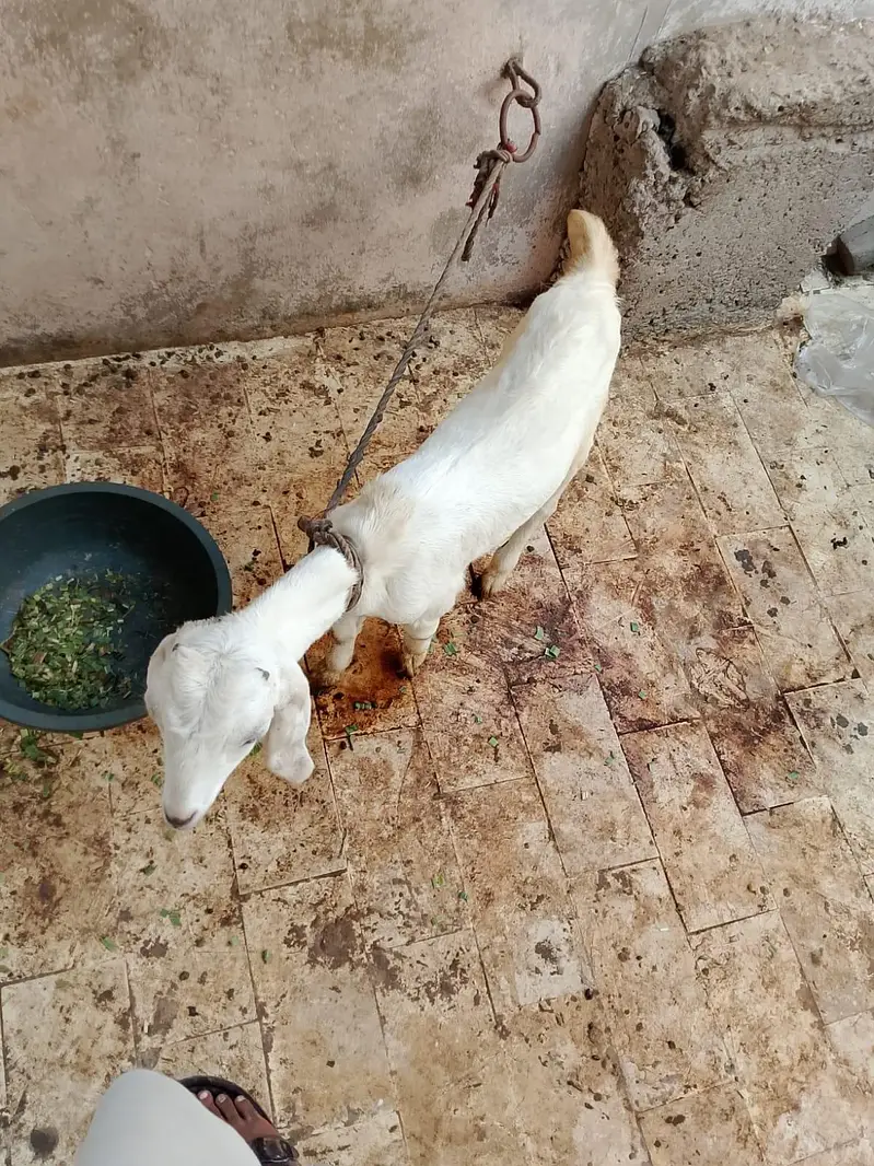 Goat sale — photo 7