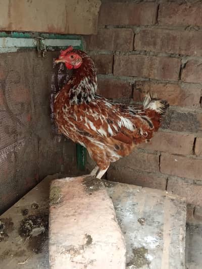 dase female hen for sale