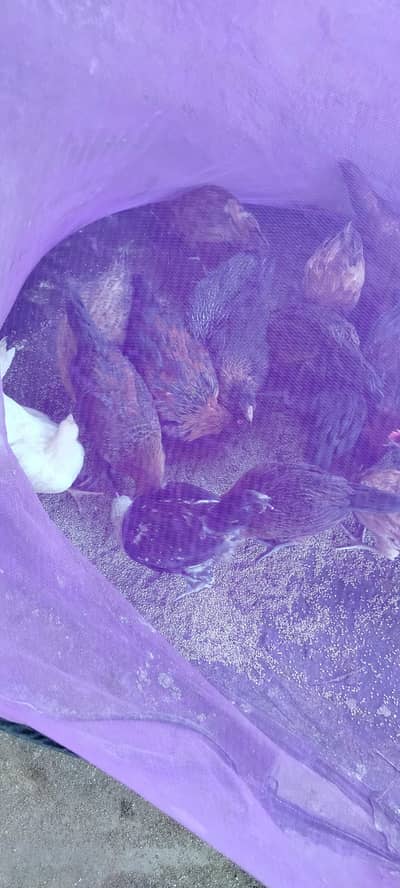 Misri chicks for sale