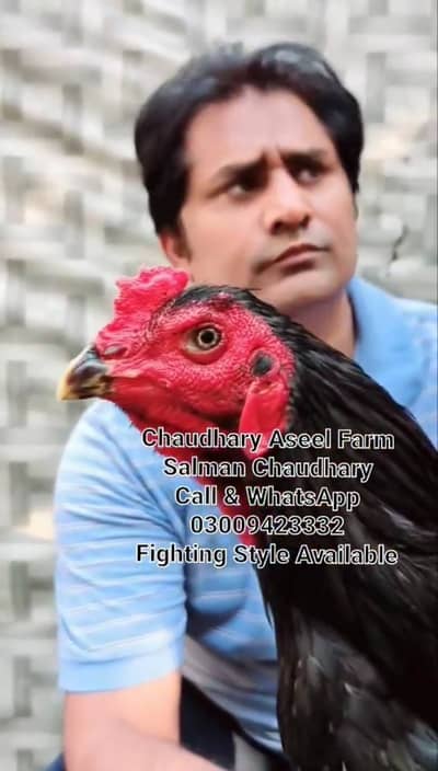 Pure Panes plus vietnam rooster available.