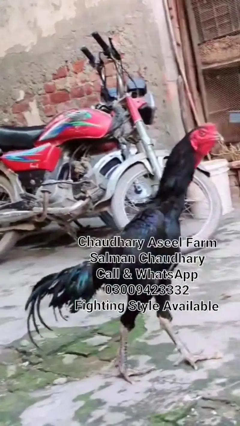 Pure Panes plus vietnam rooster available. — photo 3