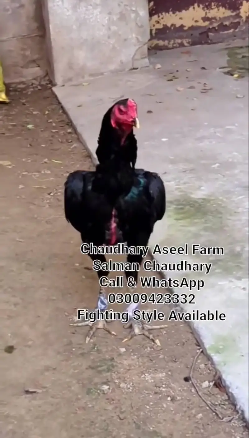 Pure Panes plus vietnam rooster available. — photo 4