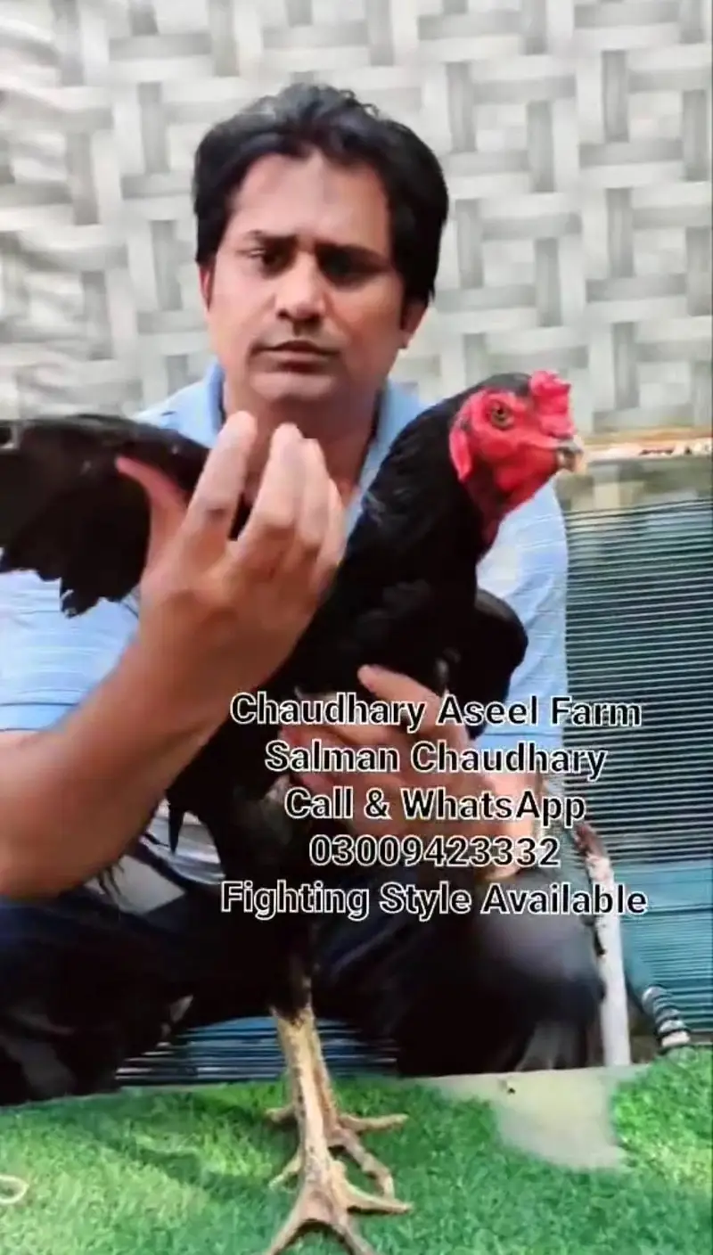 Pure Panes plus vietnam rooster available. — photo 5