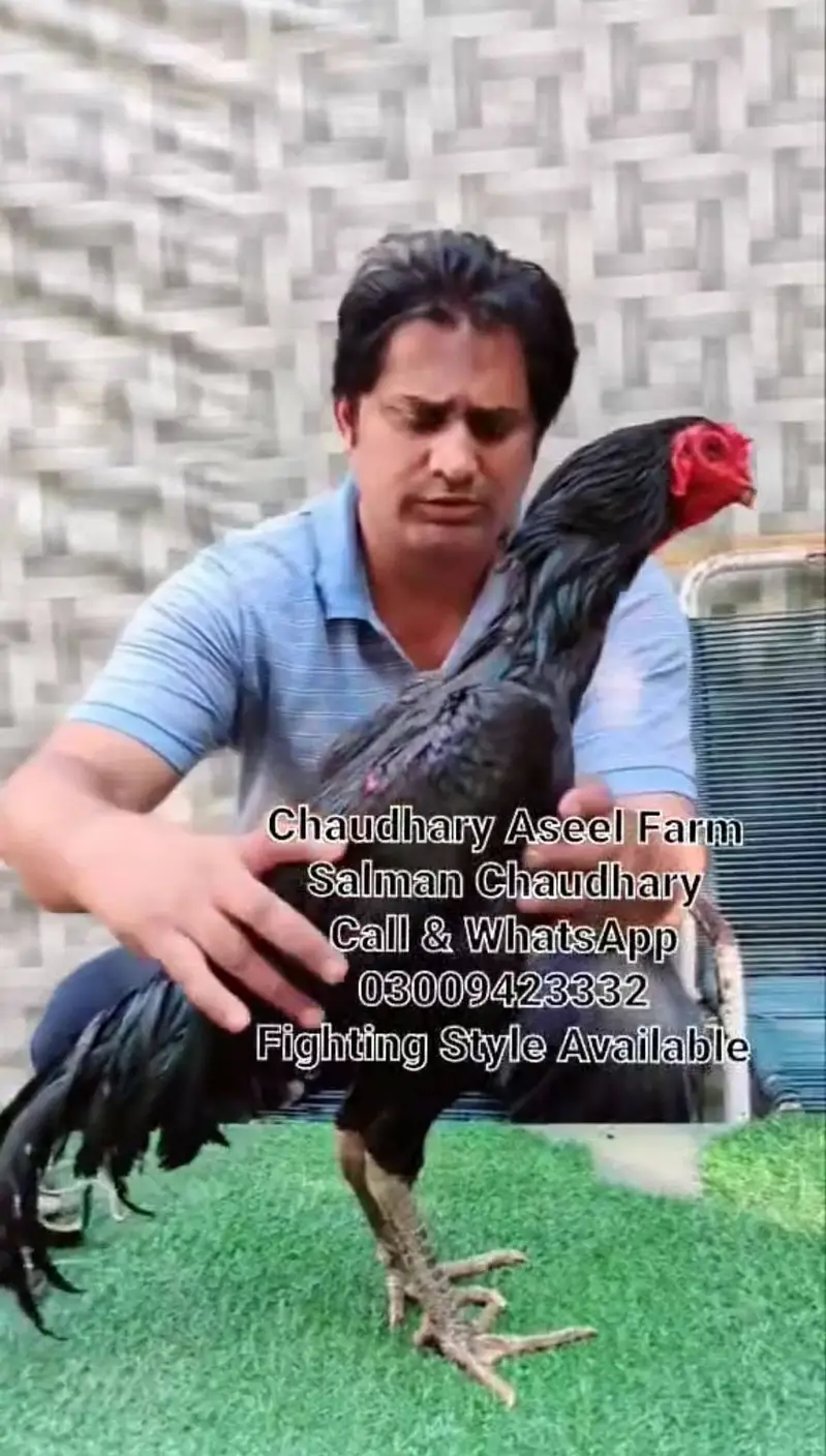 Pure Panes plus vietnam rooster available. — photo 6