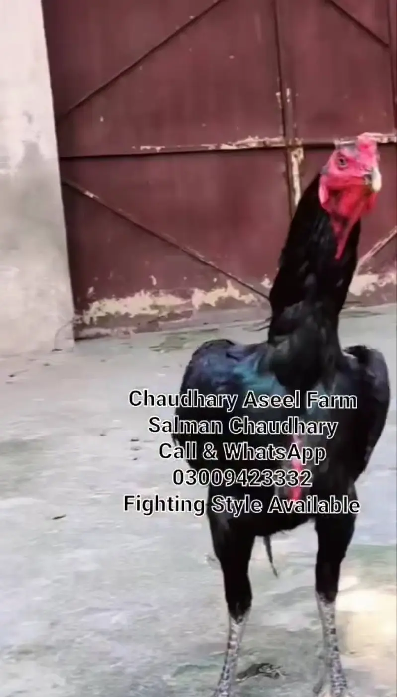 Pure Panes plus vietnam rooster available. — photo 7