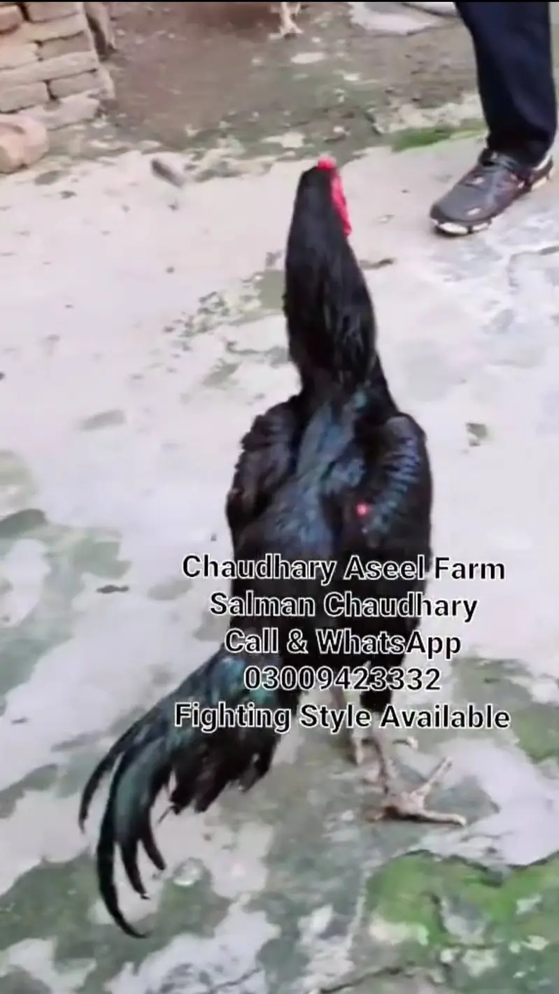 Pure Panes plus vietnam rooster available. — photo 8