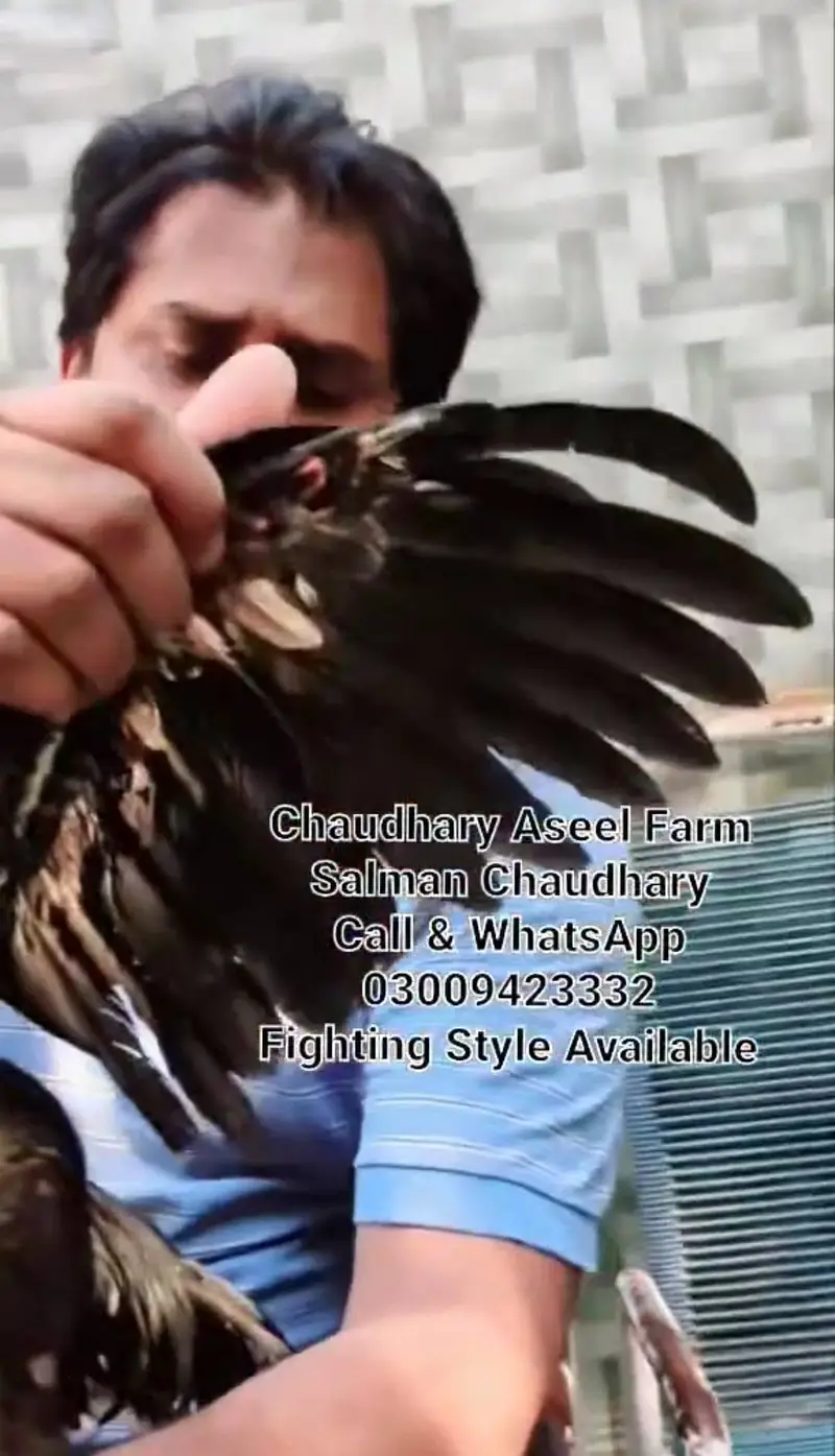 Pure Panes plus vietnam rooster available. — photo 9