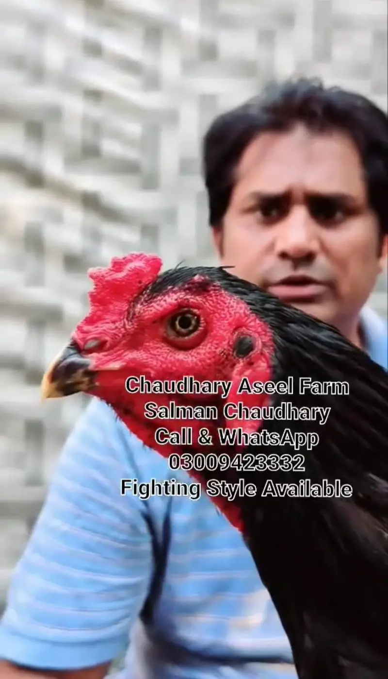 Pure Panes plus vietnam rooster available. — photo 10