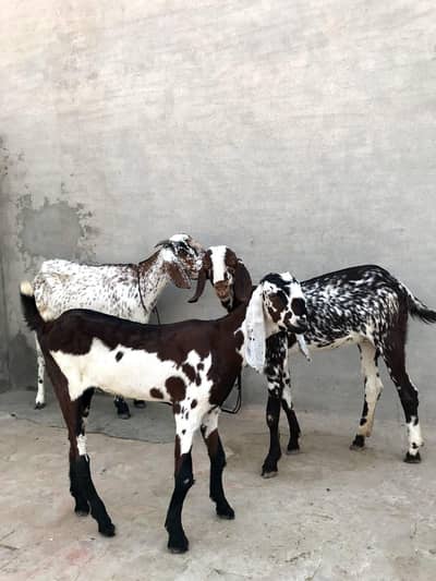Desi Bakri Sath 2 pathen