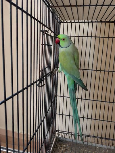 Blue turquoise breeder fertile male