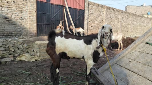 Male Goat