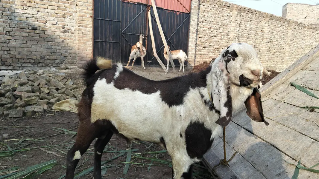 Male Goat — photo 2