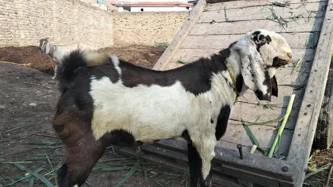 Male Goat — photo 3