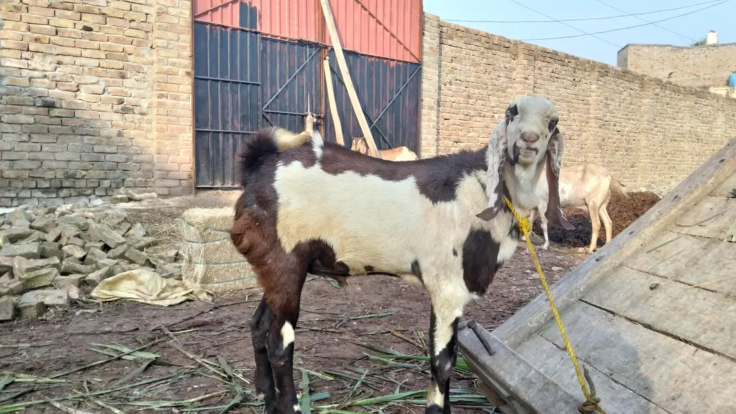 Male Goat — photo 4