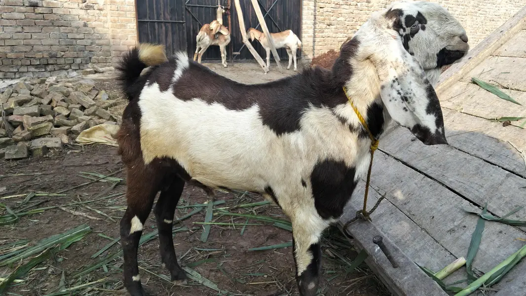 Male Goat — photo 5