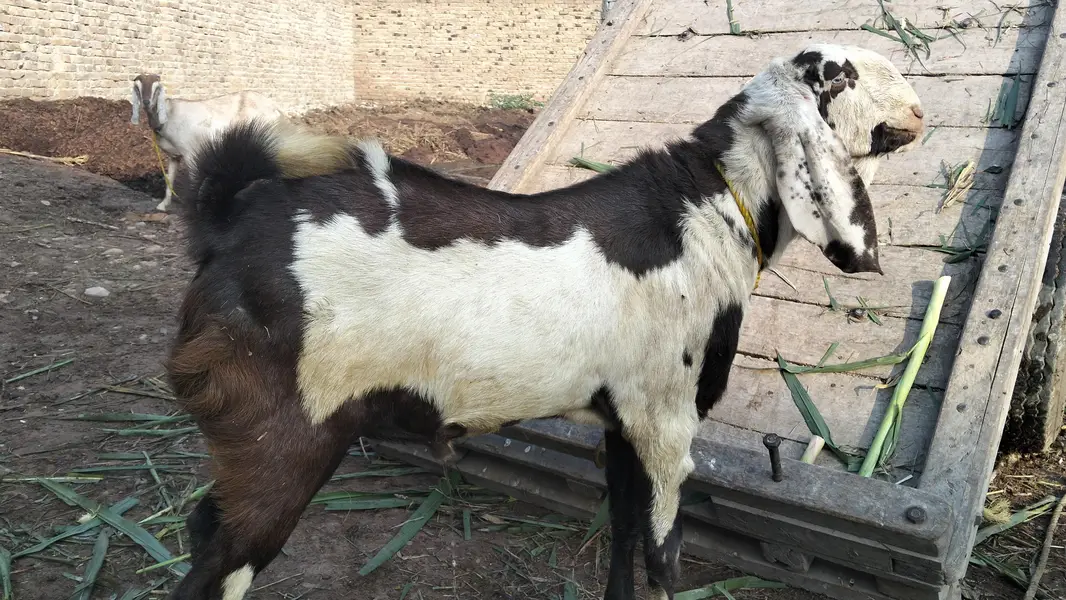 Male Goat — photo 6