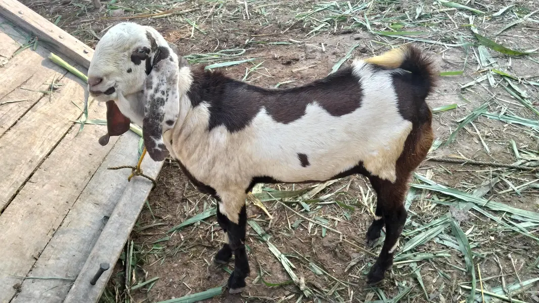 Male Goat — photo 7