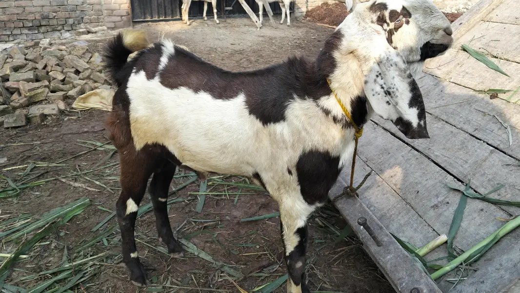 Male Goat — photo 8