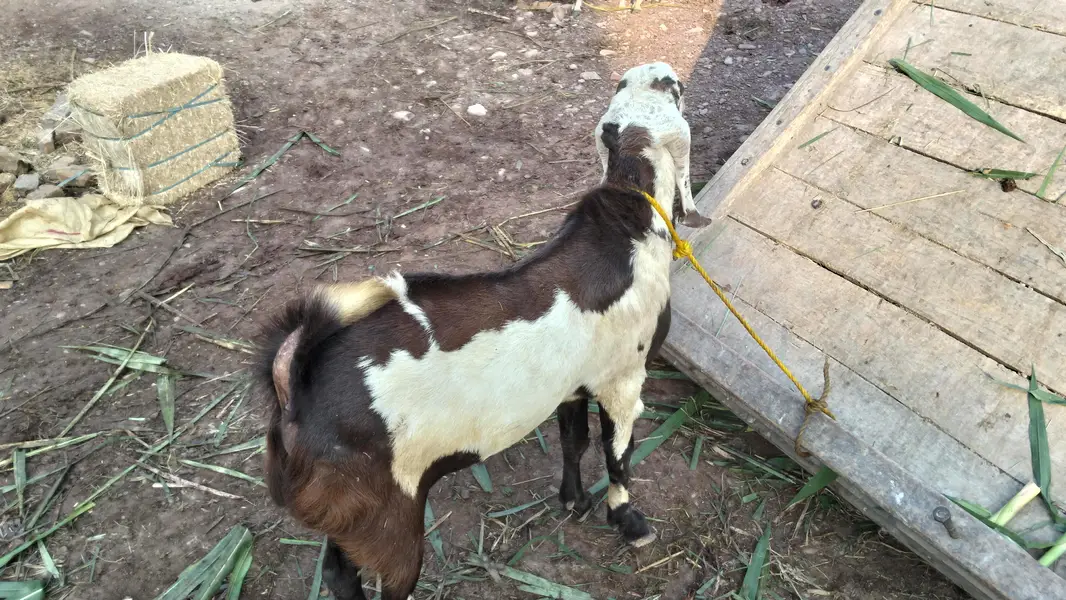 Male Goat — photo 9