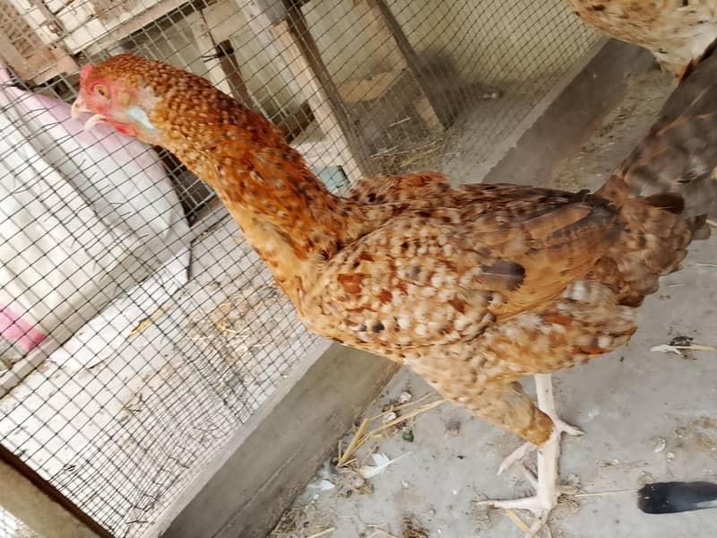 hens pair 1