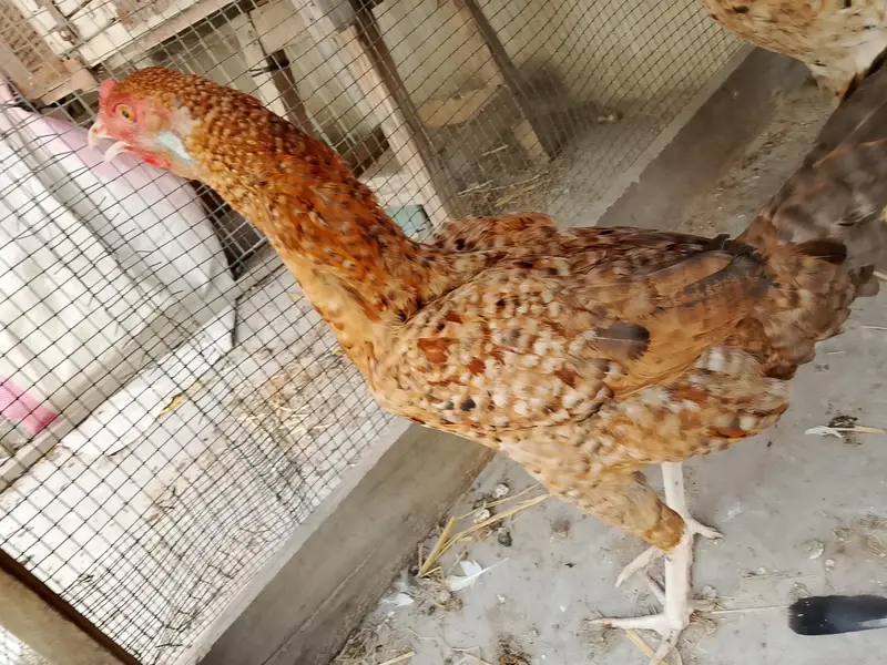 hens pair — photo 2